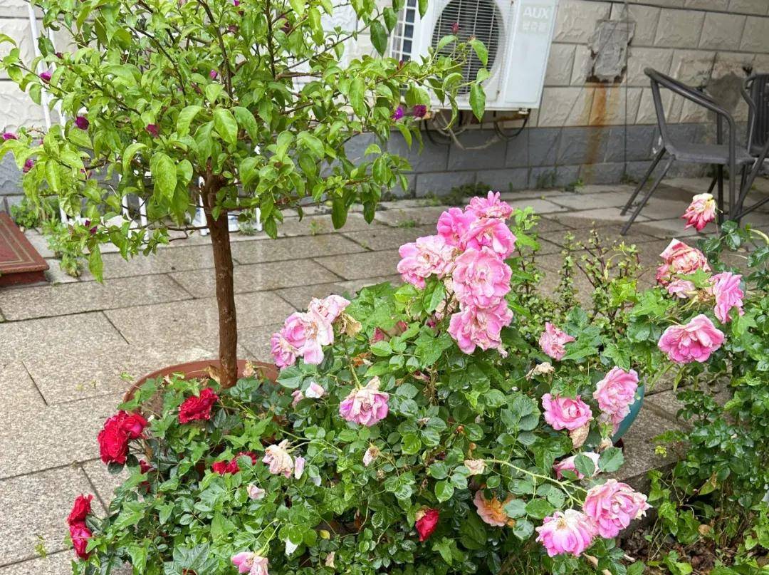 皇冠信用网平台出租_全国统一的农村房屋出租信息平台建成皇冠信用网平台出租,北京农房出租数量最多