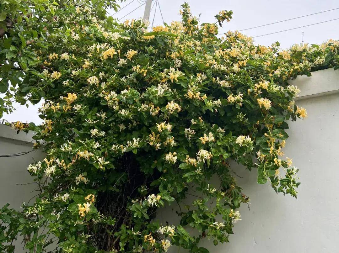 皇冠信用网平台出租_全国统一的农村房屋出租信息平台建成皇冠信用网平台出租,北京农房出租数量最多