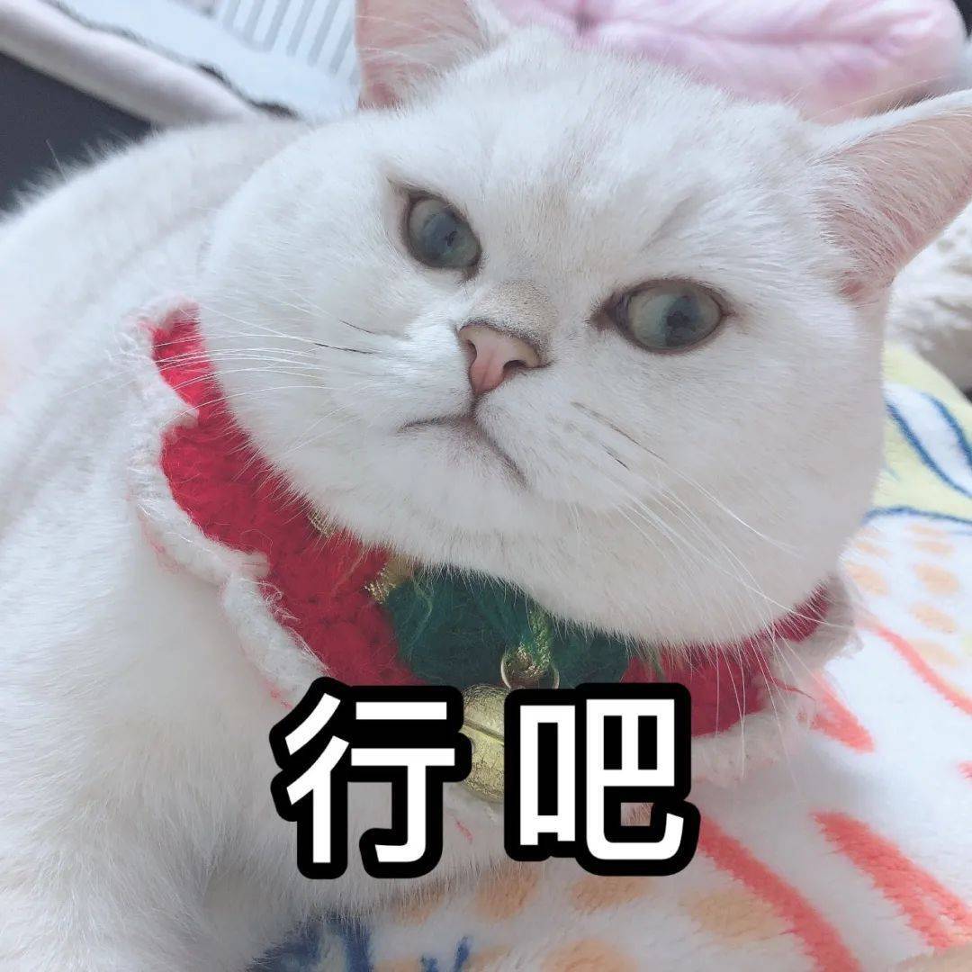 皇冠信用账号申请_刚刚皇冠信用账号申请,青岛多地迎来降雪!网友沸腾了:今年冬天第一场大雪