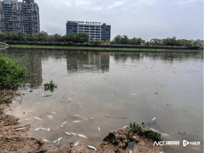 皇冠信用网出租
_东莞寒溪河出现大片死鱼皇冠信用网出租
!官方回应:天气原因