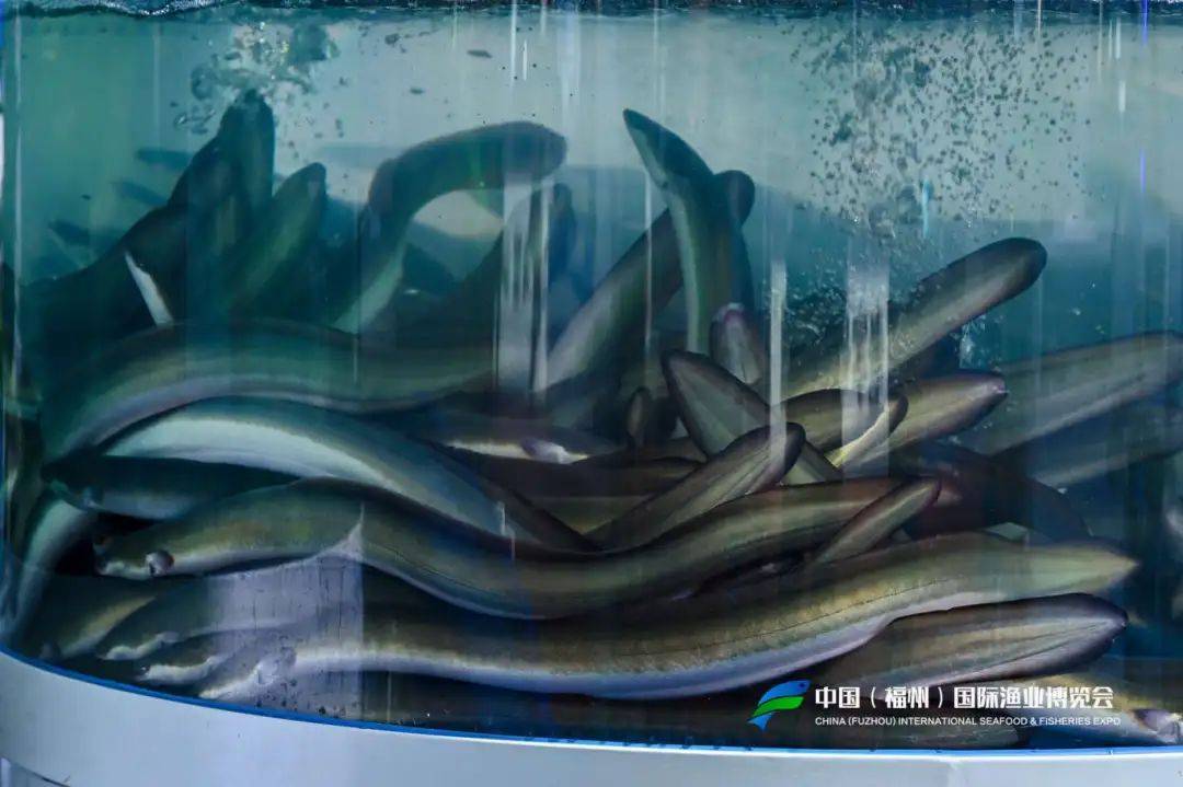 皇冠信用盘怎么开户_福建省委副书记、福州市委书记郭宁宁等领导亲临渔博会天马科技展位视察指导皇冠信用盘怎么开户！