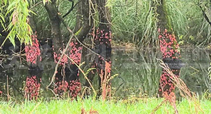 东亚足球锦标赛2025(在南韩)
_头皮发麻东亚足球锦标赛2025(在南韩)
!贵阳十里河滩的树干被“染”成粉色