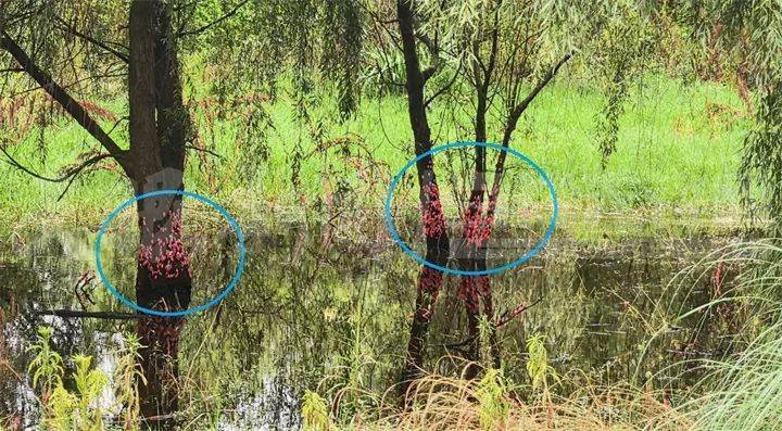 东亚足球锦标赛2025(在南韩)
_头皮发麻东亚足球锦标赛2025(在南韩)
!贵阳十里河滩的树干被“染”成粉色